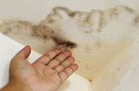 Mold: Yes, It's a Problem in Winter as Well